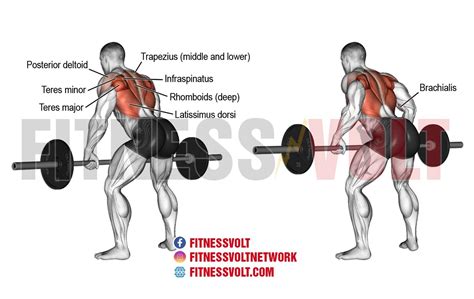 How to Do Barbell Rows: Muscles Worked & Proper .